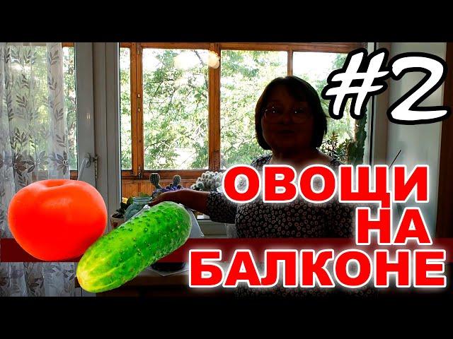 Выращиваем овощи огурцы и помидоры на балконе  Эксперимент - #2