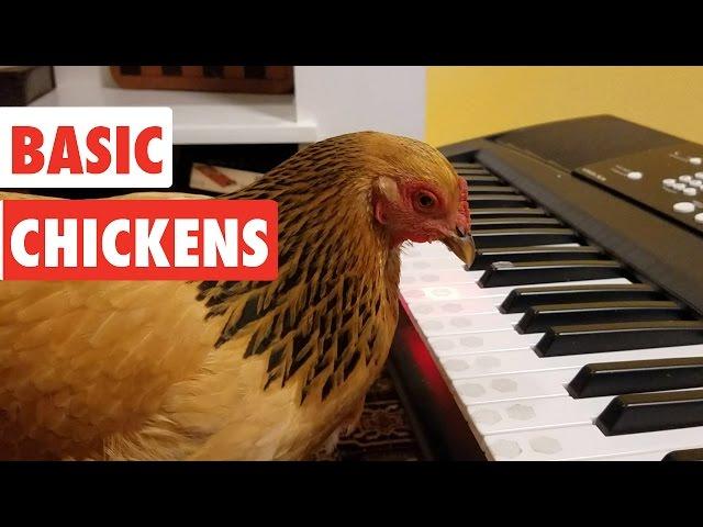 Basic Chickens | Funny Chicken Video Compilation