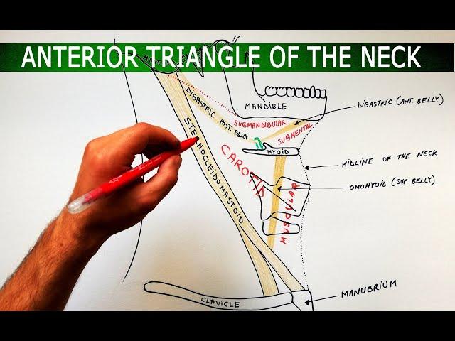 The Anterior Triangle of the Neck - Boundaries  Subdivisions | Anatomy Tutorial