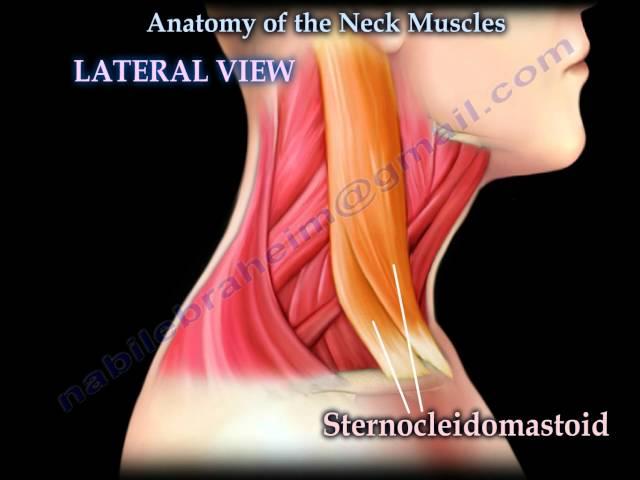 Muscle Anatomy Of The Neck - Everything You Need To Know - Dr. Nabil Ebraheim