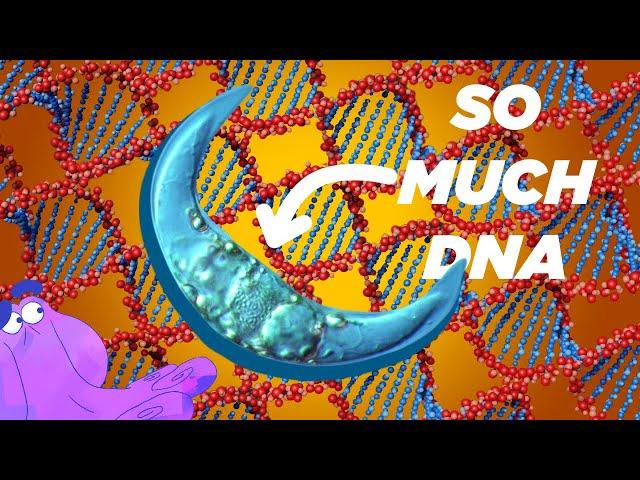 This Microscopic Organism Has 90x More DNA than Humans?! | Alien Ocean