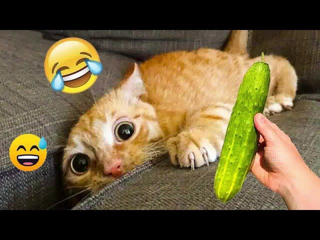 Best Funniest Animal Videos 2024Funny Dogs And Cats Videos Of The year