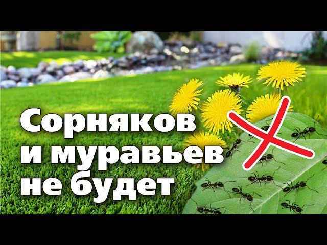 КАК ИЗБАВИТЬСЯ ОТ МУРАВЬЕВ И СОРНЯКОВ на газонах. Советы специалиста