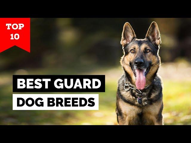 Top 10 Best Guard Dog Breeds in the World