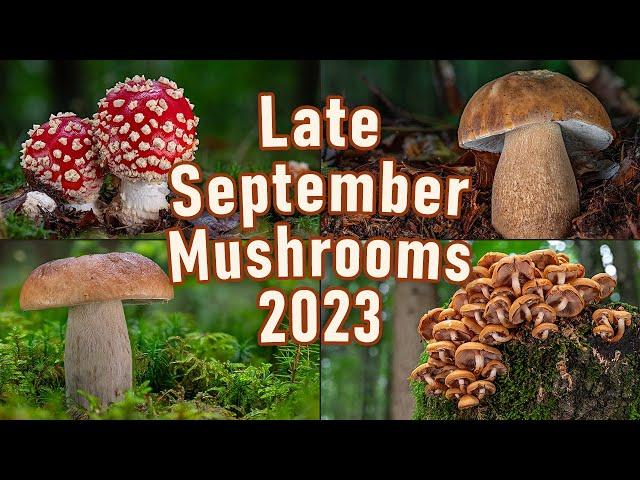 Mushroom Hunting - September 2023 - Boletus edulis | King bolete | Cep | Penny bun | Funghi porcini