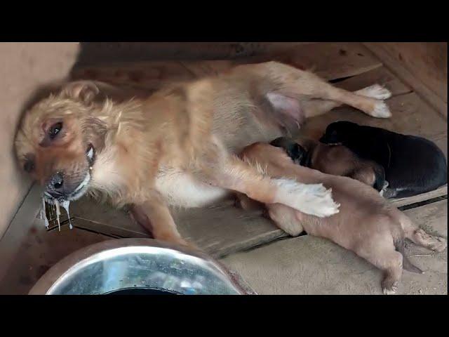 Poisoned mother dog attempts to milk her puppies