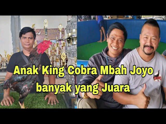 anakan King Cobra Mbah Joy0