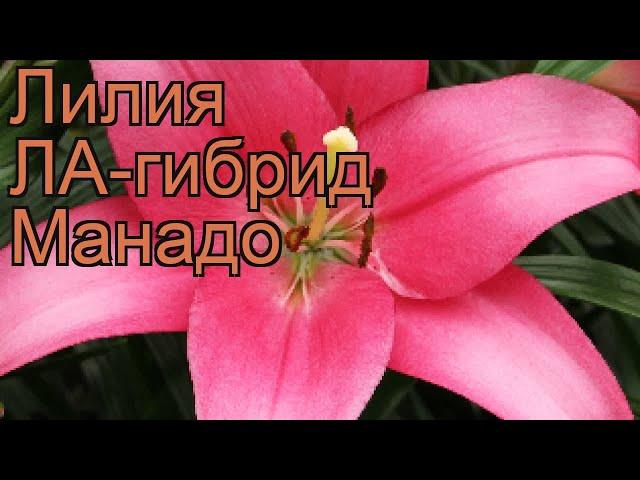 Лилия ла-гибрид Манадо (lilium la-hybrids manado)  Манадо обзор: как сажать, луковицы лилии Манадо