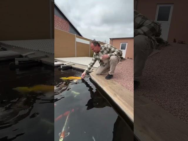 Hand feeding time for koi fish