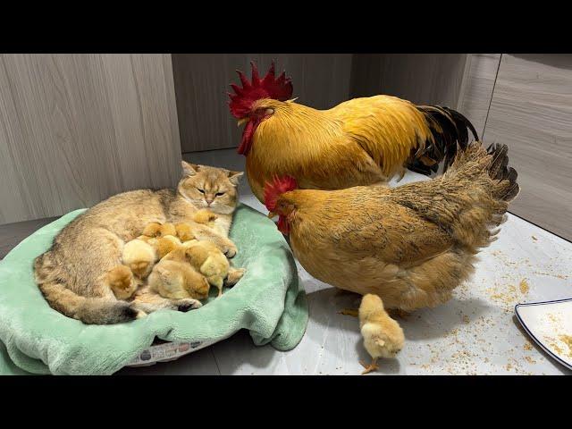 The rooster and the hen were stunned on the spot!  The gentle kitten takes good care of the chicks