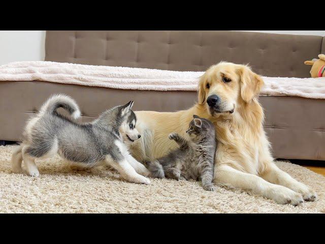 Golden Retriever is Shocked by the First Meeting of a Husky Puppy and a Kitten!!