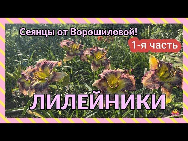 Сеянцы лилейников Ворошиловой. Часть 1 / Сад Ворошиловой