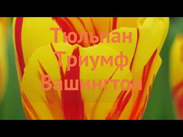 Тюльпан обыкновенный Вашингтон (tulipa vashington)  обзор: как сажать, луковицы тюльпаны Вашингтон