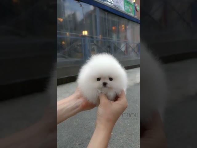 Cute white miniteacup Pomeranian puppy video.