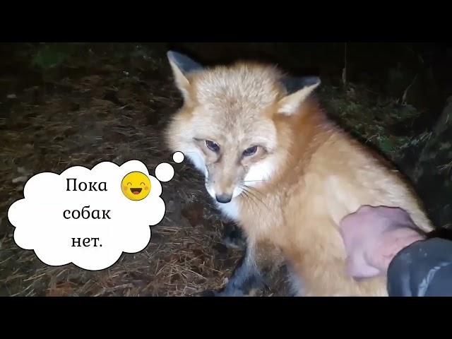 Ли Сяо / Alice the Fox Лиса Алиса (Новый квест для Алисы!!)