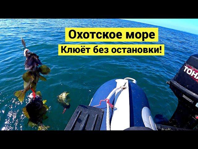 Sea of Okhotsk. Pecking non-stop