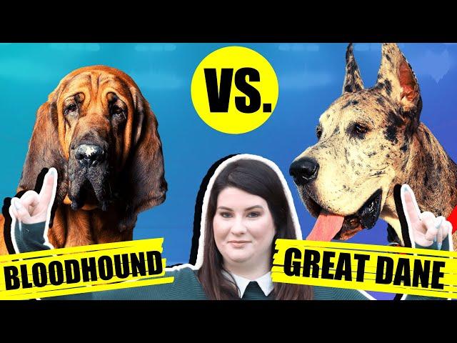 BLOODHOUND VS GREAT DANE