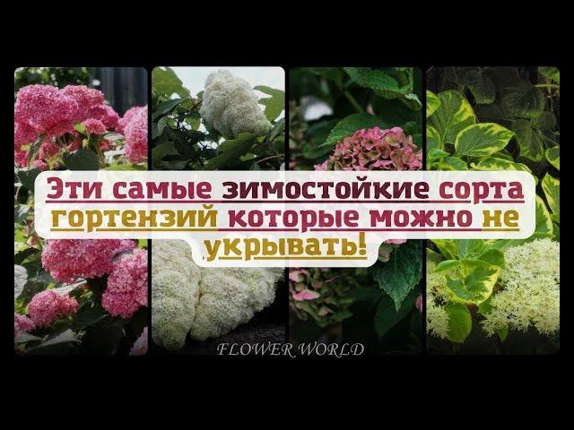 Эти самые зимостойкие сорта гортензий которые можно не укрывать!