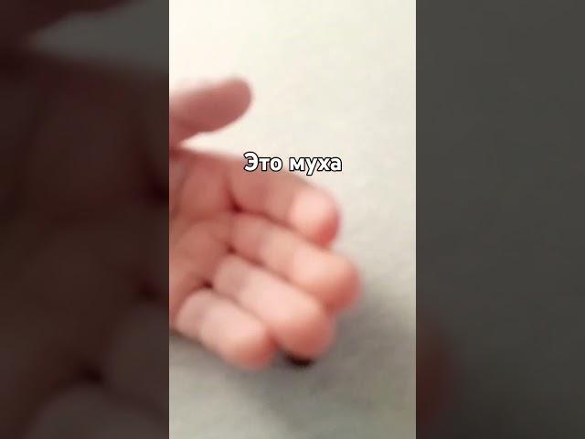 моя муха