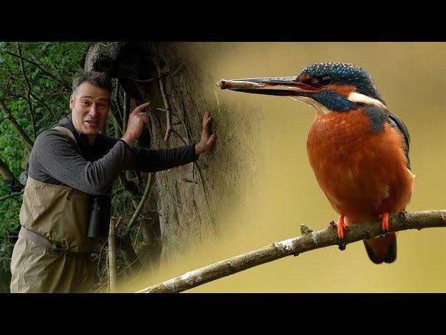 Kingfishers Raise Chicks in Home Built Specially For Them | 4K | Discover Wildlife | Robert E Fuller