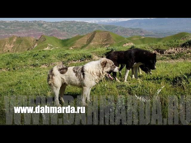 Аборигенные САО Таджикистана - саги дахмарда , моменты формирования