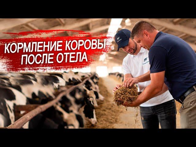 Корова после отела. Проблема кормления коров в послеотельный период.