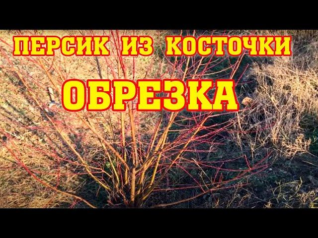 ПЕРСИК ИЗ КОСТОЧКИ/ Методы обрезки