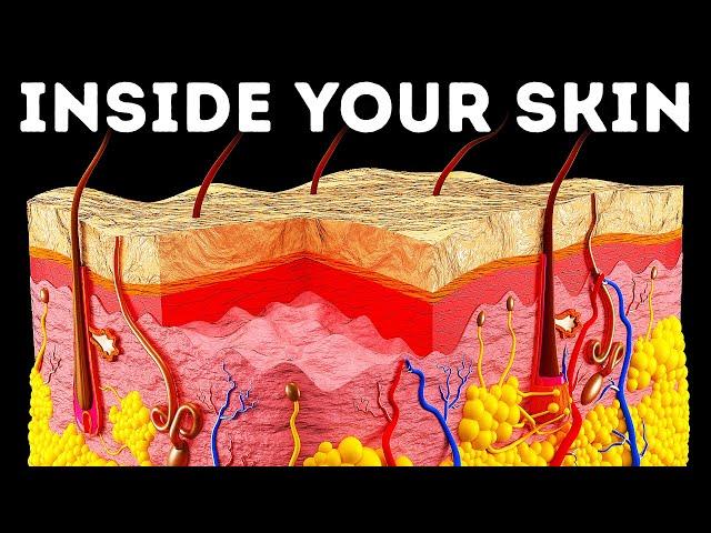 A Journey Through Your Skin