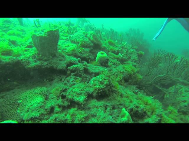 SCUBA Diving with Jupiter Dive Center, Florida, USA - 1st Dive