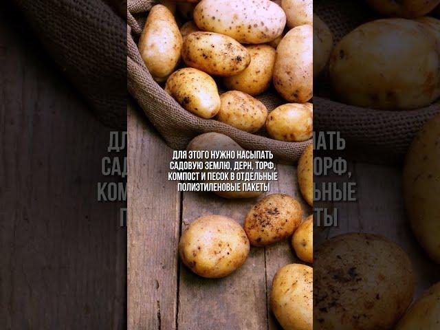ТОП-5 лайфхаков для садоводов этой осенью  #shorts  #дача #осень #огород