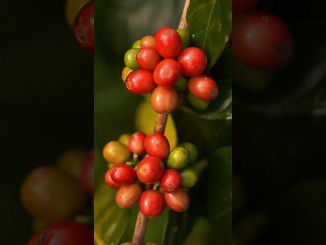 This is not just a plantation - it is a living rhythm of care and cultivation