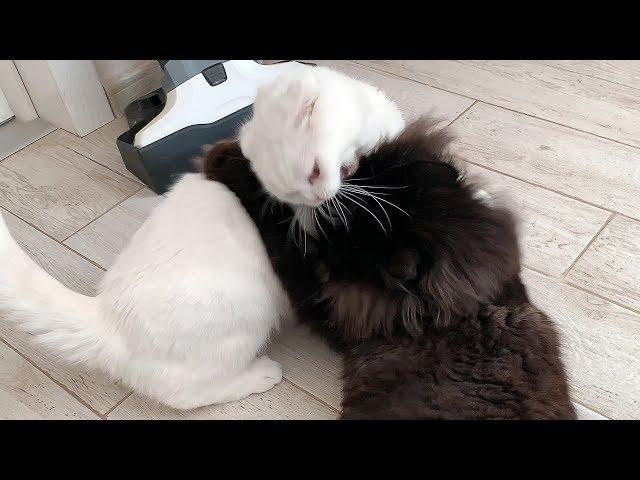 Maine COON GUARDS THE SITE and ATTACKS A CAT