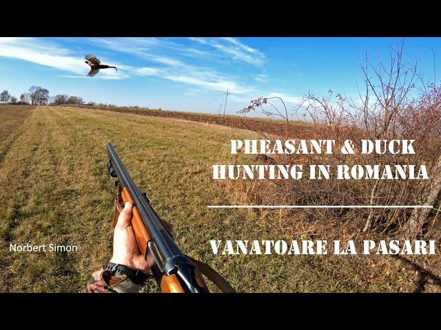 Pheasant & Duck Hunting In Romania (Vanatoare la pasari), with Norbert Simon V337