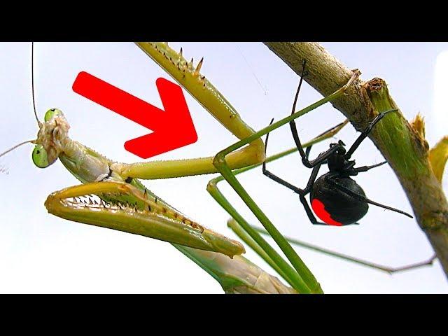 Deadly Spider Vs Giant Praying Mantis Part 1 Educational Spider Study