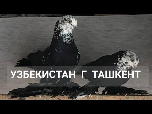 ГОЛУБИ Д.ДИЛШОДА,ТАСМАН,АГАРАН,ГУЛЬСАР, СИЗАК,ЖУК,И ДРУГИЕ TAUBEN PIGEONS