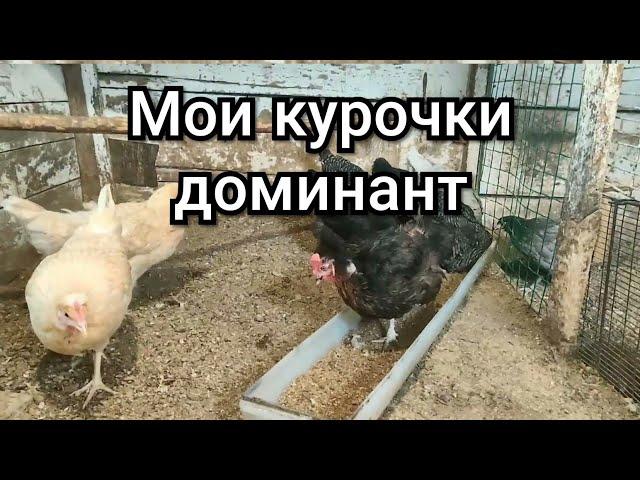 Мои Куры Доминант. Какие из линий есть у меня. Какое яйцо.