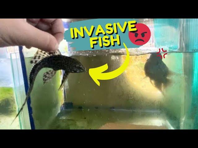 Pleco Fish Algae Cleanup | What Happens to Aquarium When Put Suckerfish