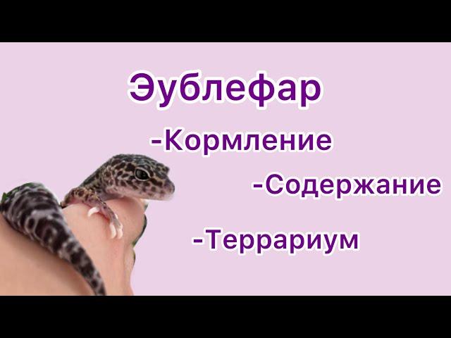 Эублефар-подробное содержание￼террариум ,кормление, уборка