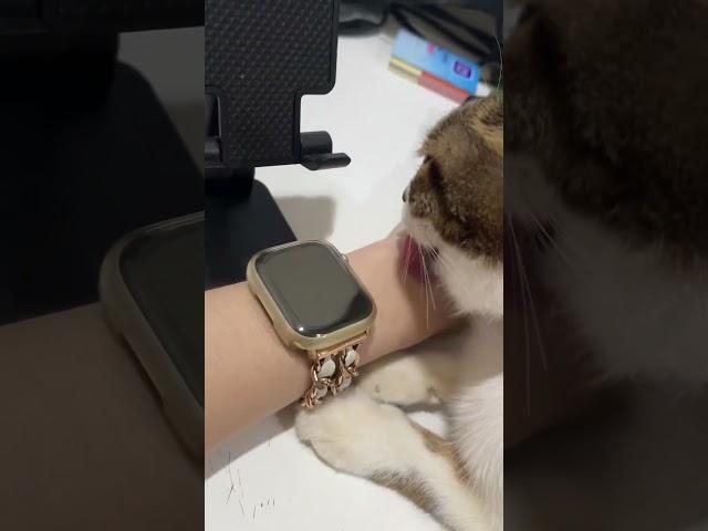 #beanbean #cute #cat #lick #sweet