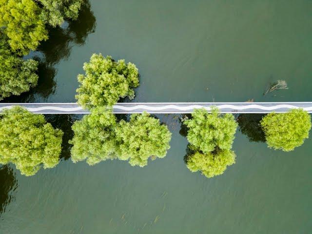 ADB Wetland video