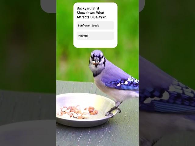 (interactive quiz) how to attract blue jay birds backyard bird blue jay bird sounds