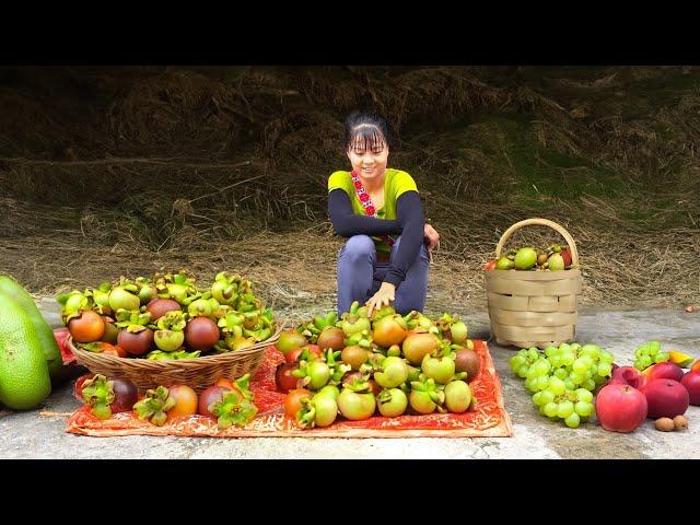 Harvesting Sour Fruit (Garcinia Cowa) Goes To Market Sell - Grow Eggplant | Phuong Daily Harvesting