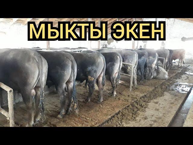 Чылк семиз экен булар