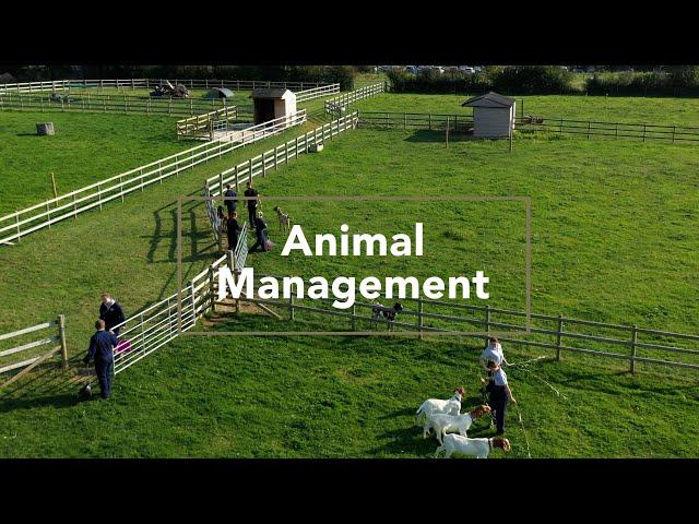 Animal Management