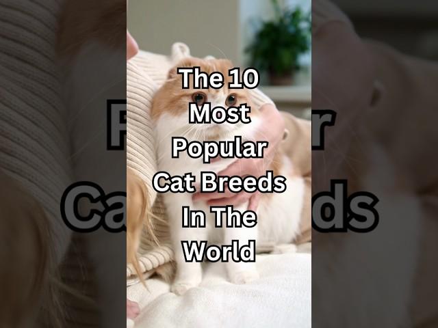 The Top 10 Most Popular Cat Breeds In The World! #shorts #cat #top10