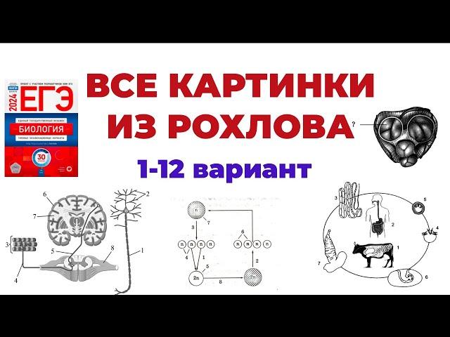 РАЗБИРАЕМ ВСЕ ЗАДАНИЯ С КАРТИНКАМИ ИЗ СБОРНИКА РОХЛОВА 2024 (1-12 варианты)