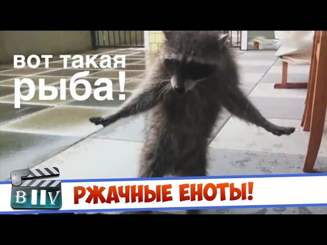 Best Video - Ржачные Еноты