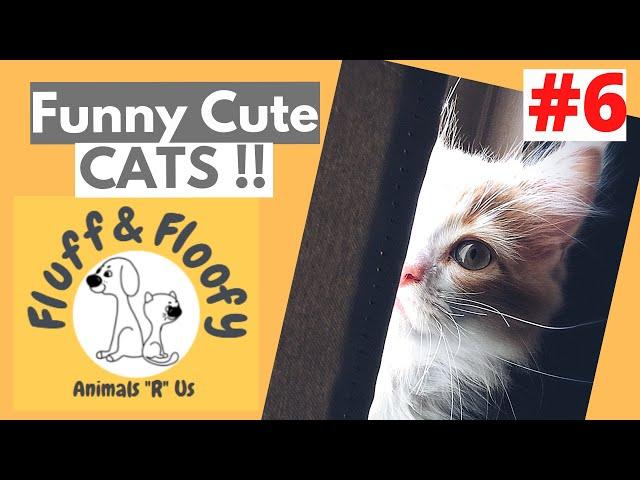 Mom Cat grabs food FROM HER KITTEN & Cat DOING MATHS! #shorts