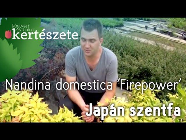 Nandina domestica 'Fire power' - Japán szentfa - Megyeri Szabolcs online Kertészet Szeged