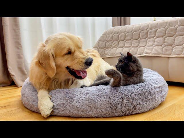 Golden Retriever Reacts to Black Cat in His New Bed